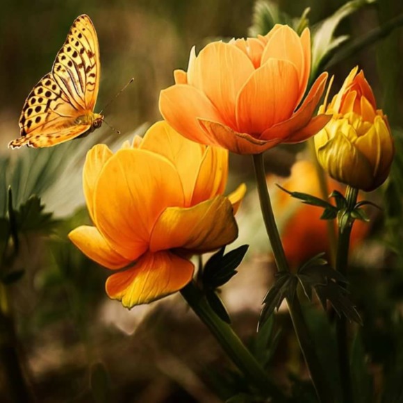 Meet your Posher, Heather - Picture 1 of 1